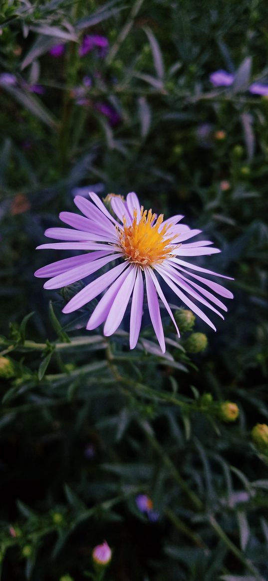 aster, lilac, flowers, flower, leaves, nature