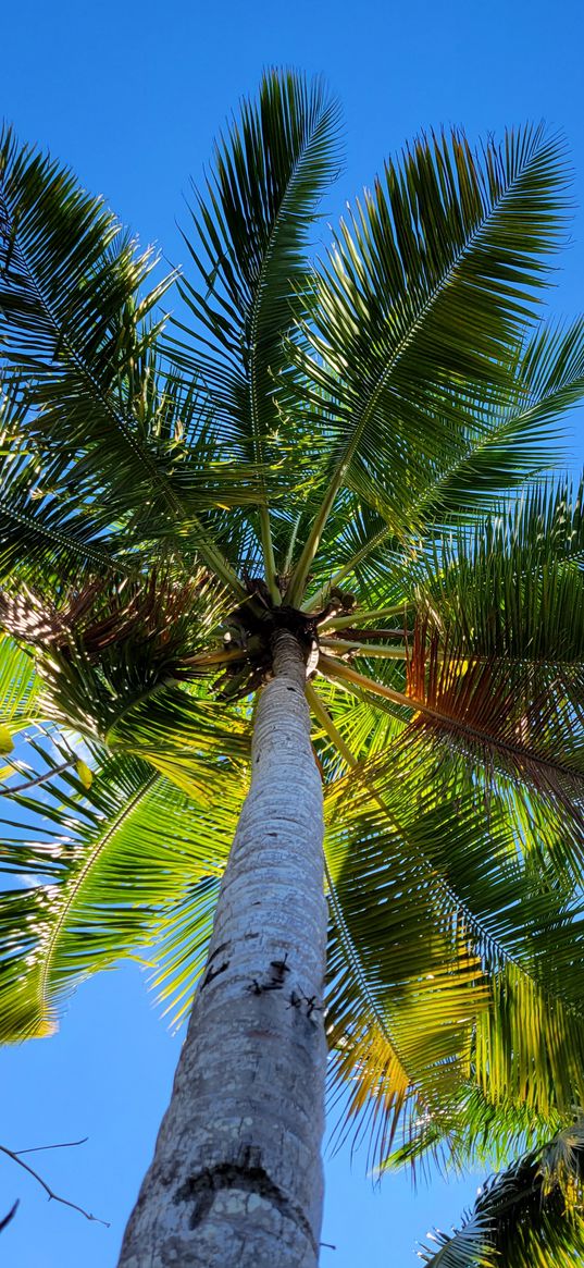 beach, summer, palm tree, sun, coconut, bottom view