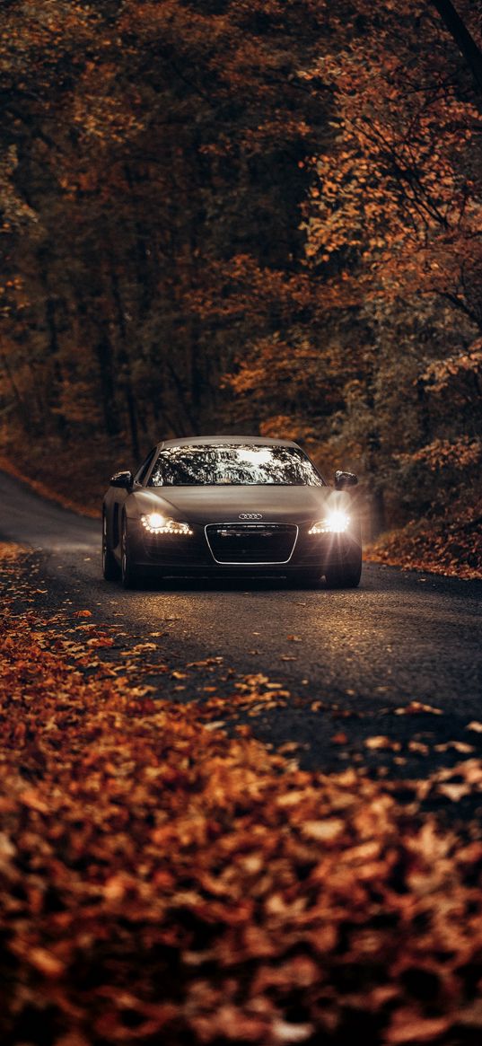 audi, audi r8, autumn, fall, car