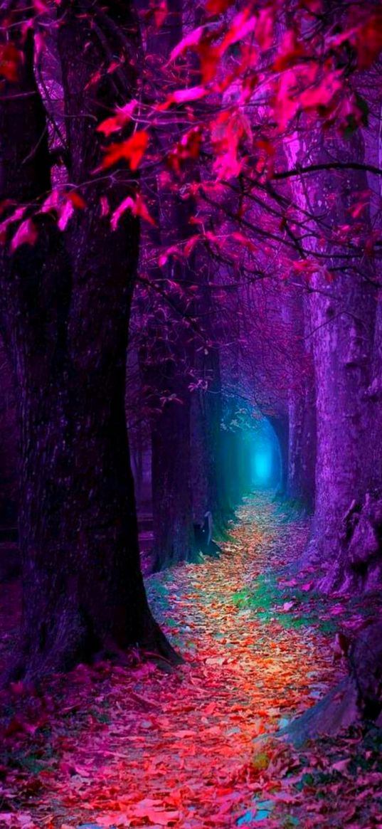 nature, forest, trees, path, purple