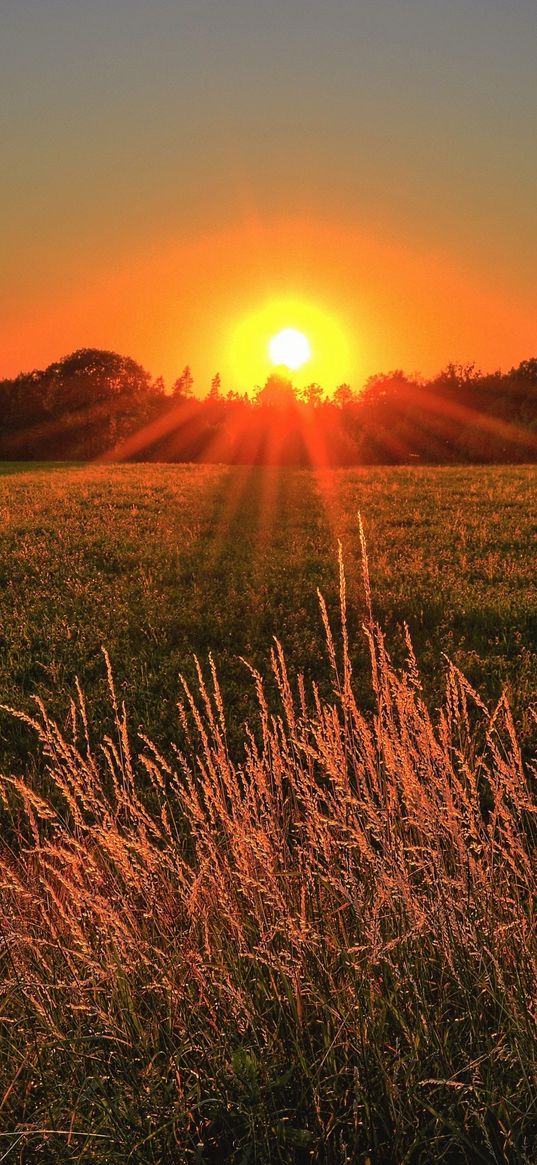 sunset, reflection, grass, nature