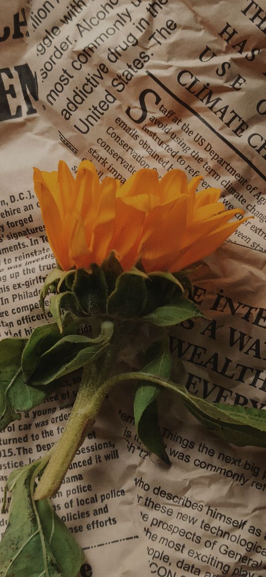 newspaper, paper, flower, vintage