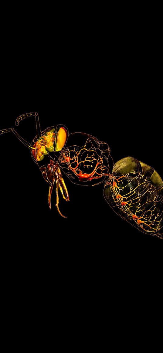 ant, anatomy, transparent, silhouette, black background