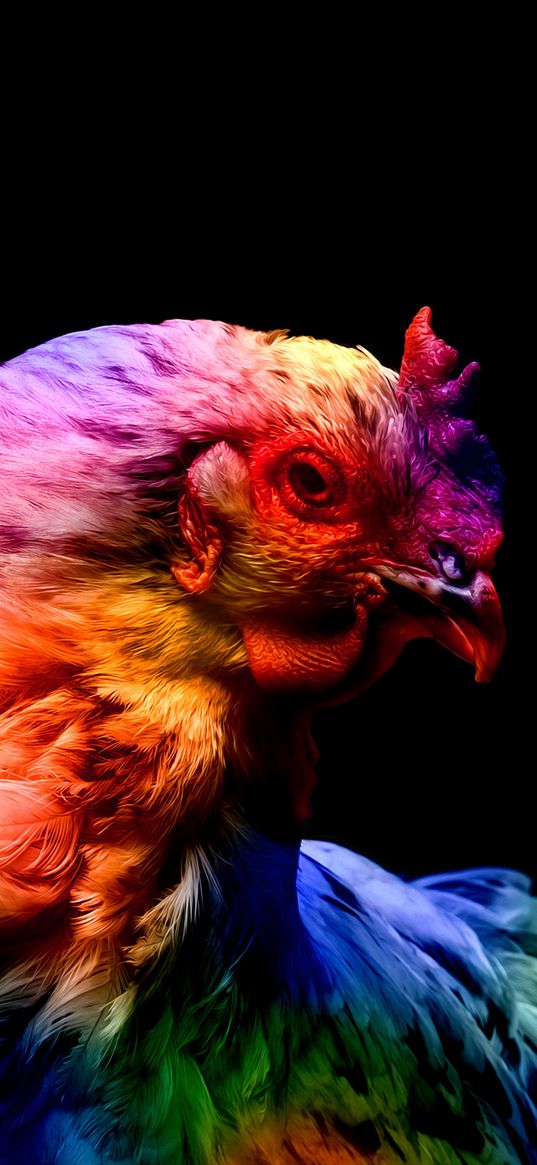 chicken, poultry, multicolored, black background