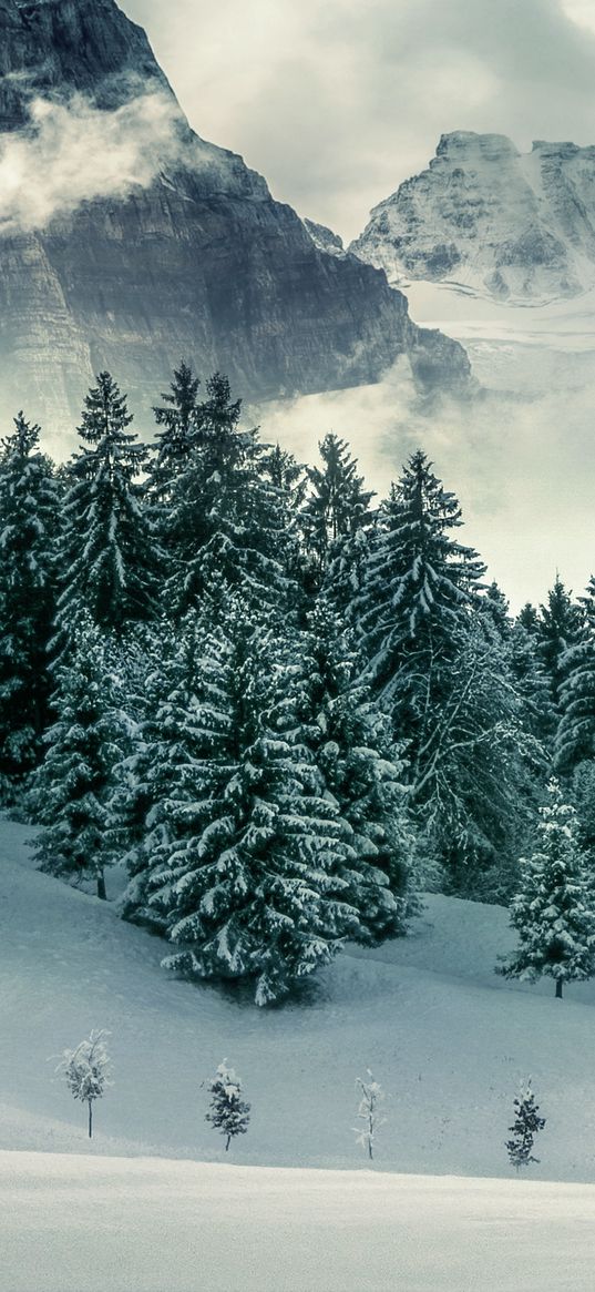 mountains, christmas trees, snow, winter, landscape