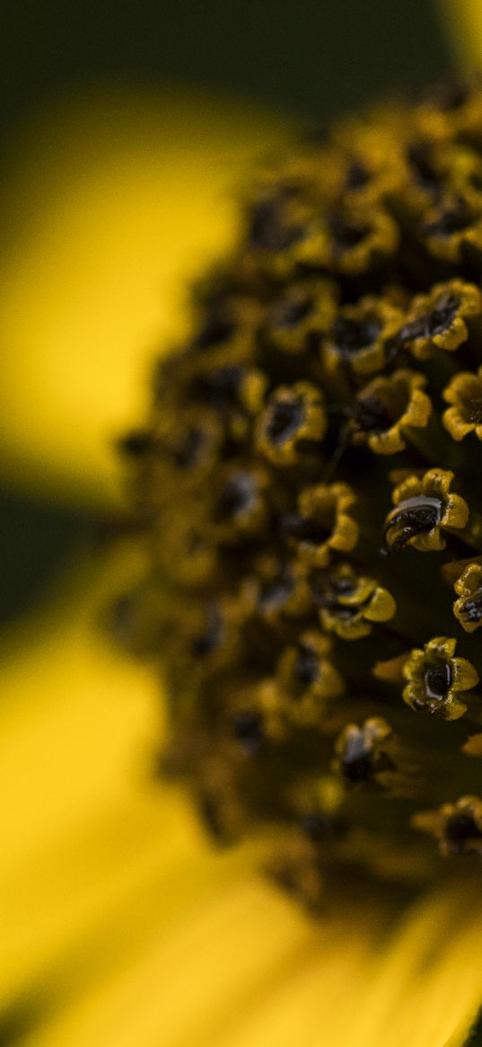 flower, pistils, petals, macro, yellow