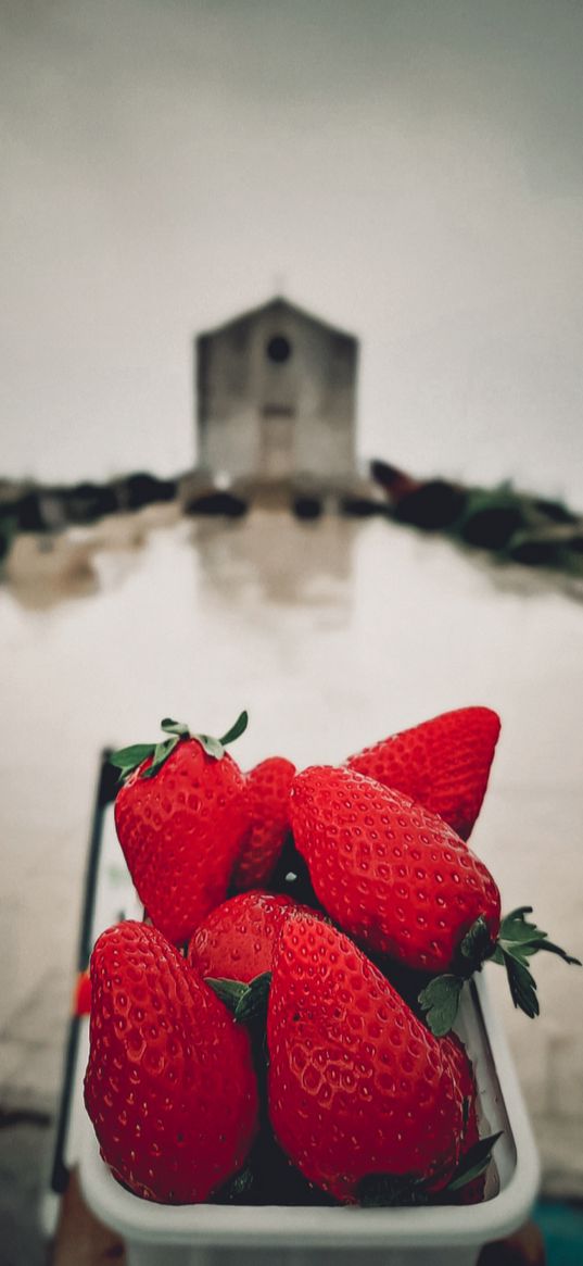 strawberries, rain, fog, morning, color, weather