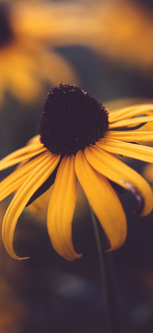 rudbeckia, flower, blur, yellow