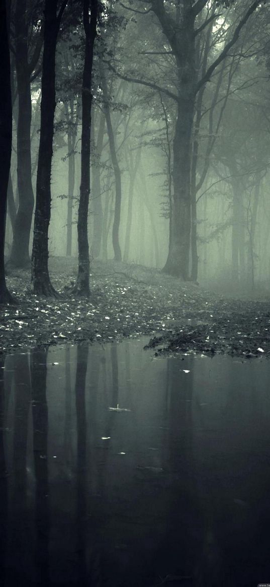 forest, fog, darkness, gray, dark, black, gloom, reflection