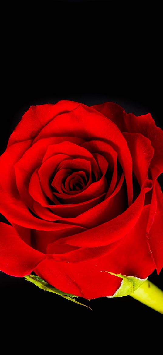 rose, red roses, flowers, bud, red, black background