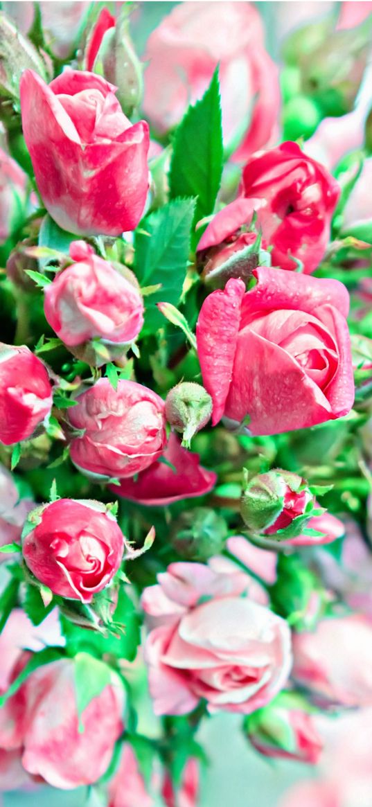 roses, flowers, pink roses, bouquet, pink, green