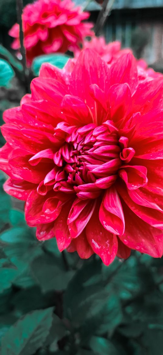 dahlia, flower, macro, pink