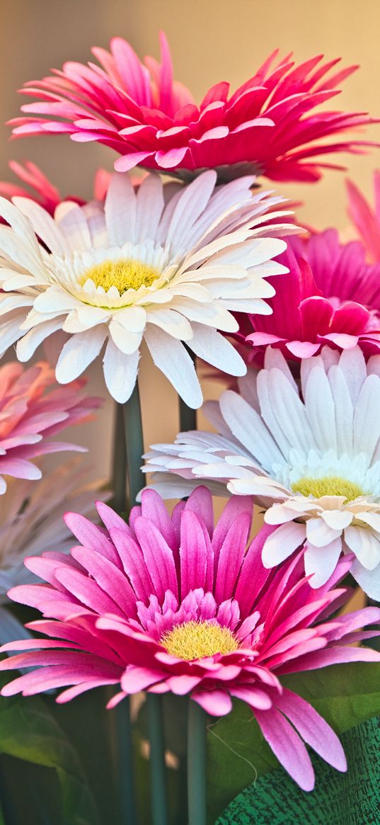 gerberas, flowers, petals, bouquet