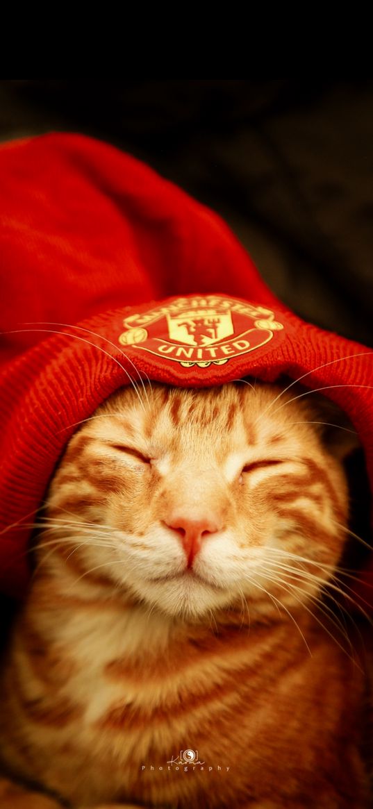 cat, animal, manchester united, football, hat, red, dark