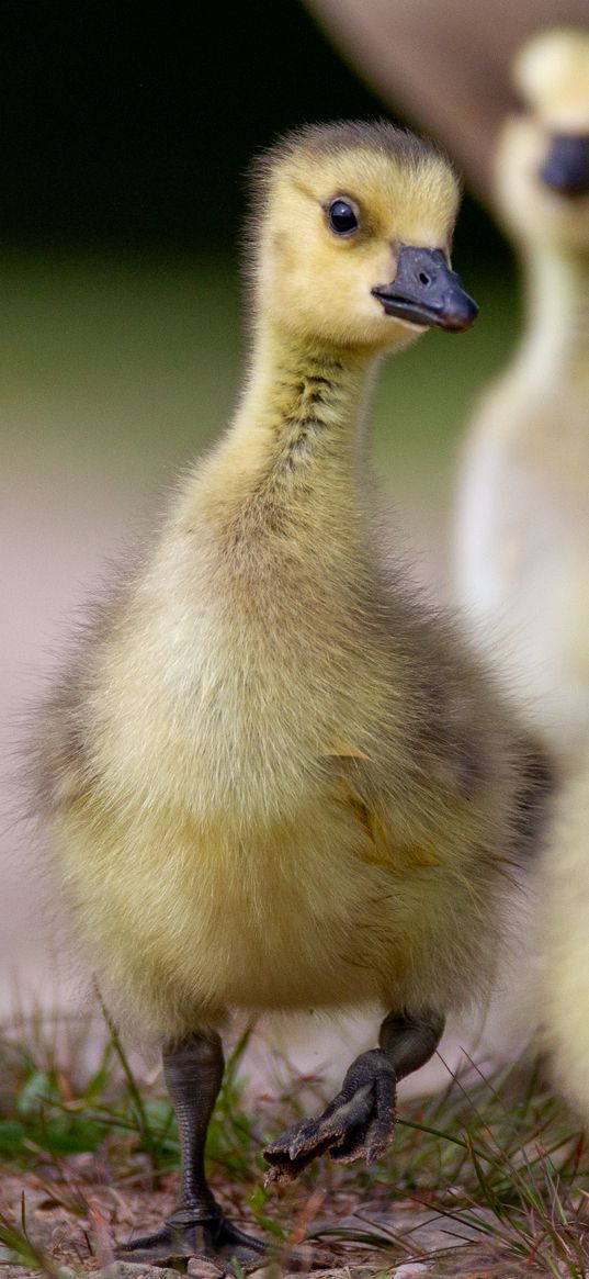 goslings, beaks, birds, flock