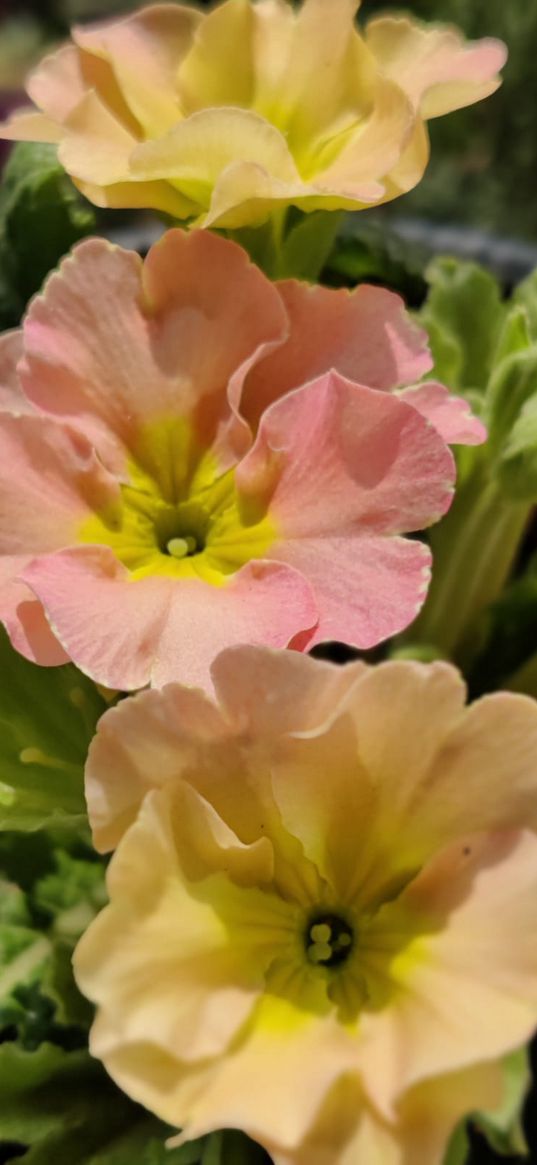 primrose, flower, plant, yellow, pink