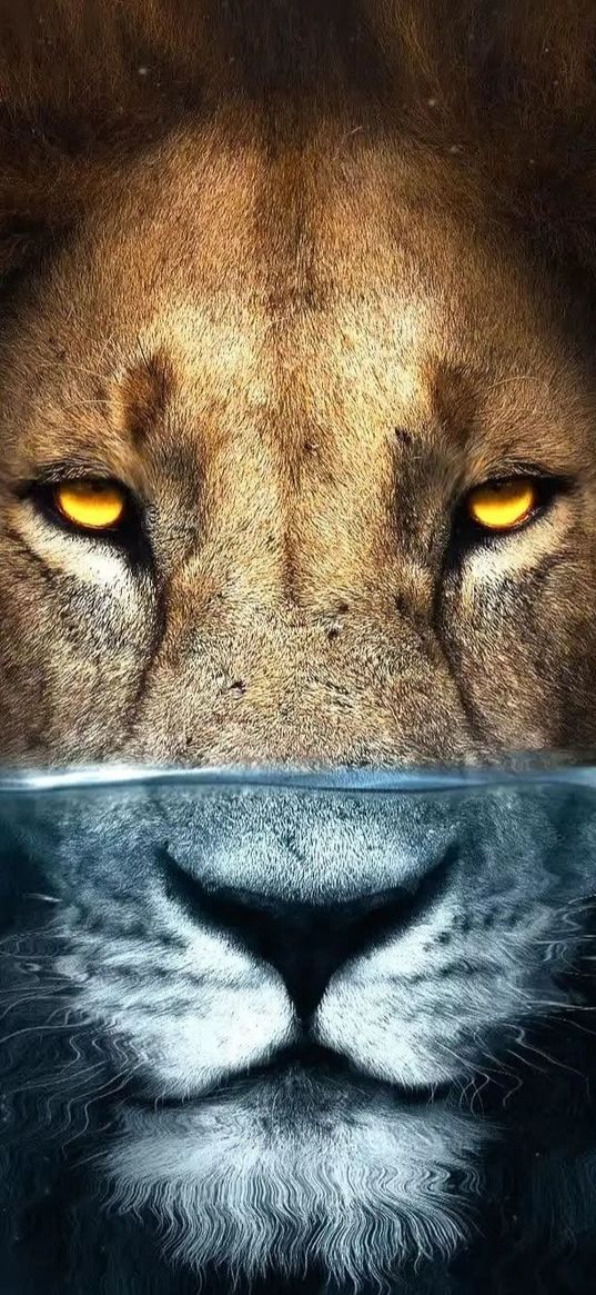 lion, animal, beast, predator, water, stare, muzzle, art