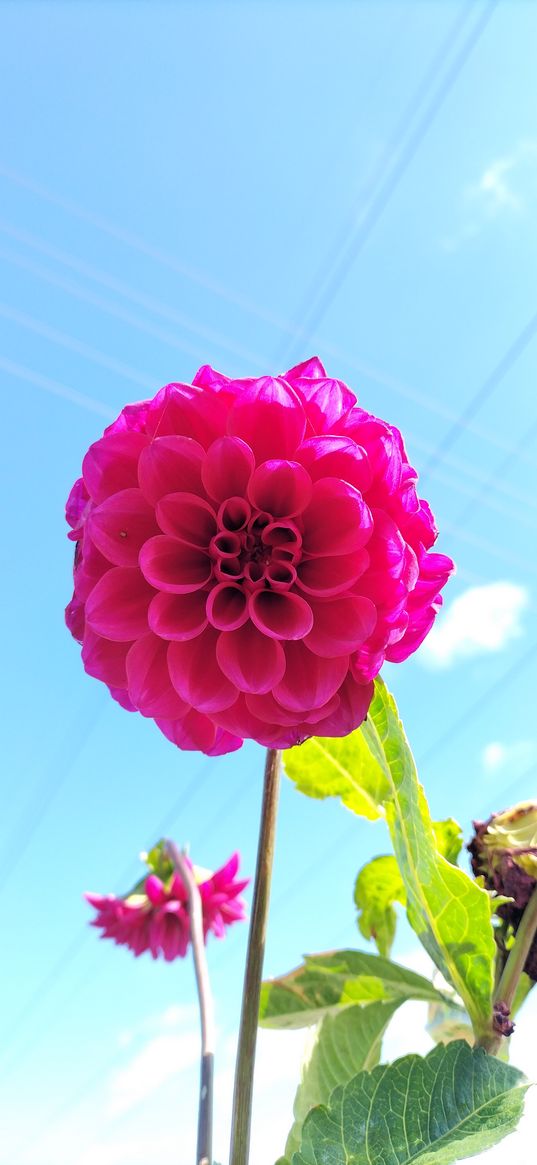 dahlia, flowers, red, sky