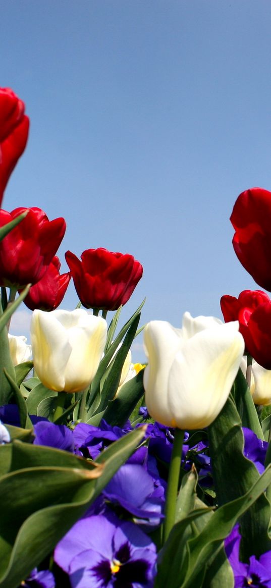 tulips, pansies, slope, grass, sky