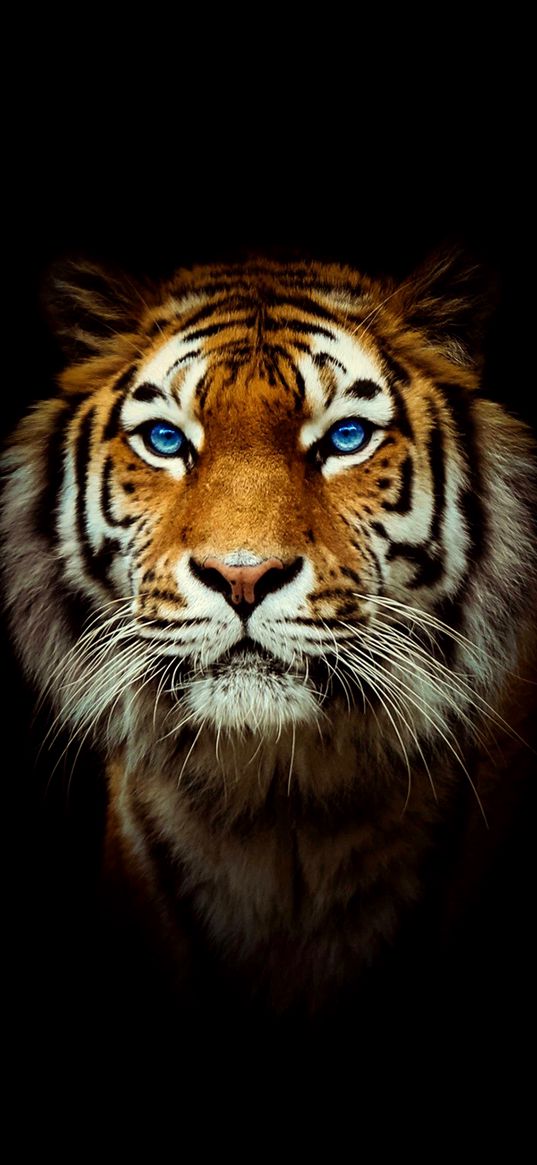 tiger, animal, blue eyes, black background