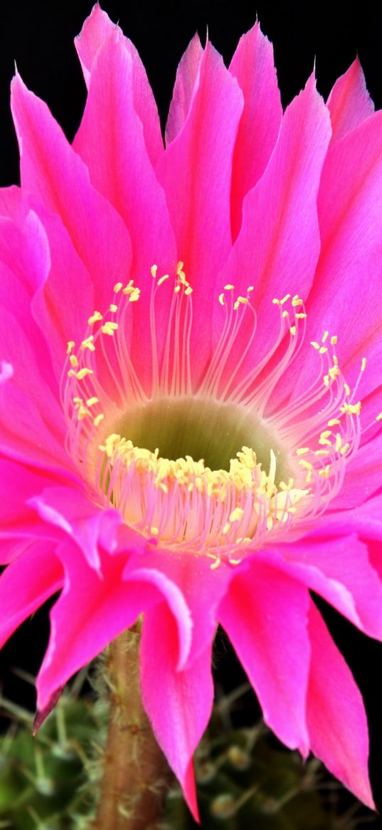 cactus, flower, blossomed, background