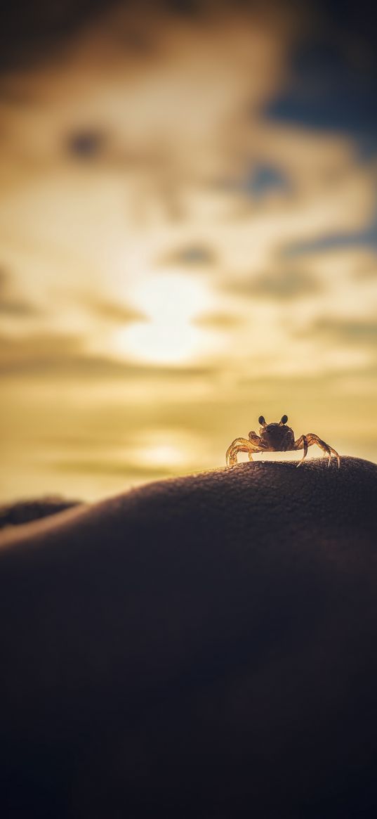 crab, blue, sunset, sky