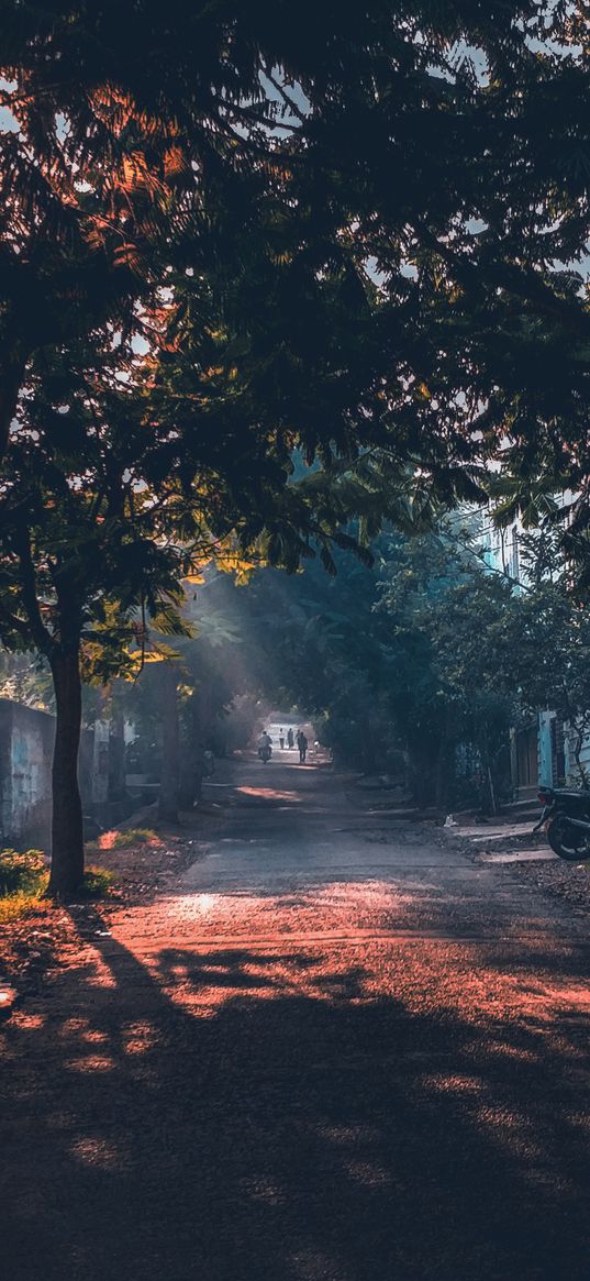 trees, road, sun rays