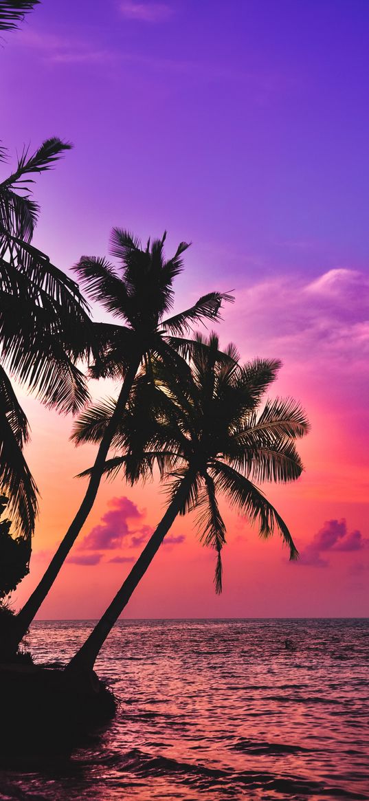 palm trees, coast, sea, purple sky, sunset