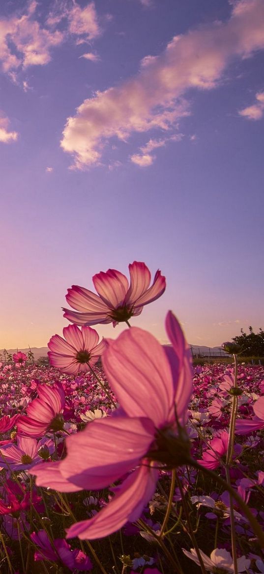 kosmeya, flowers, pink, sky, purple, aesthetics