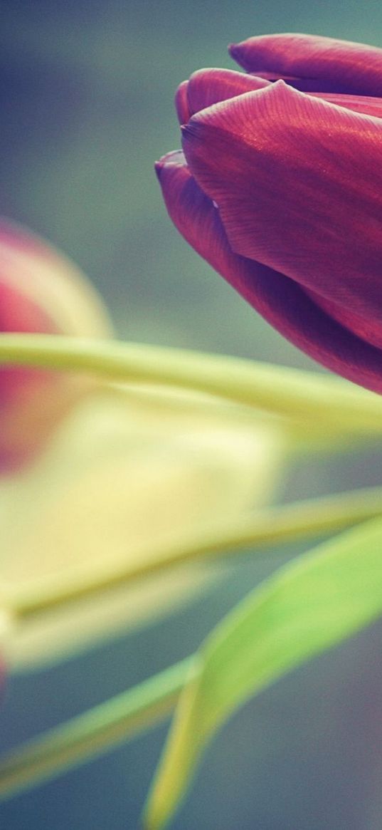 tulips, flowers, three, blurring