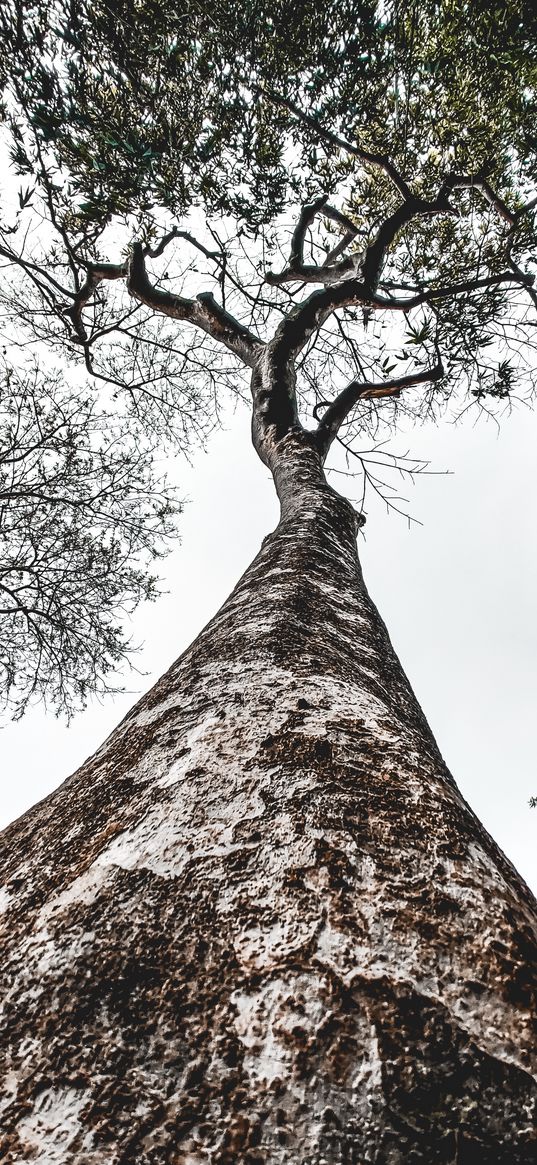 tree, nature, greenery, tree trunk