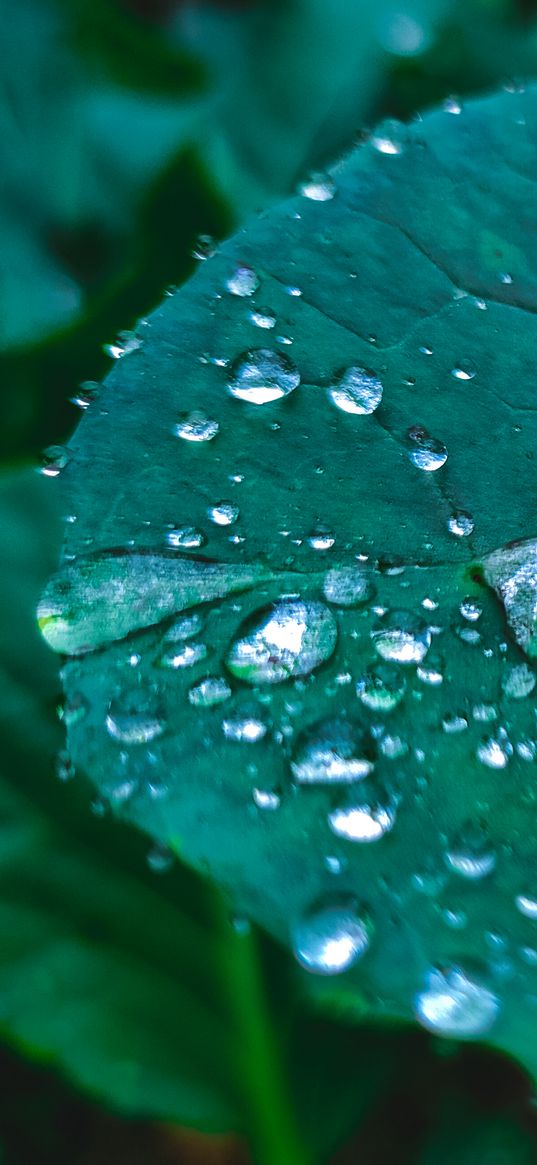 leaves, drops, green, photo, macro