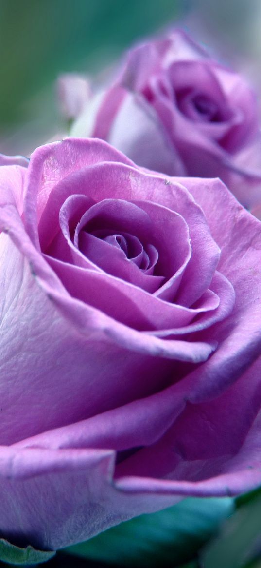 roses, flowers, purple, flower, close-up