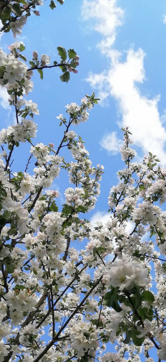 apple tree, flowers, tree, sky, clouds