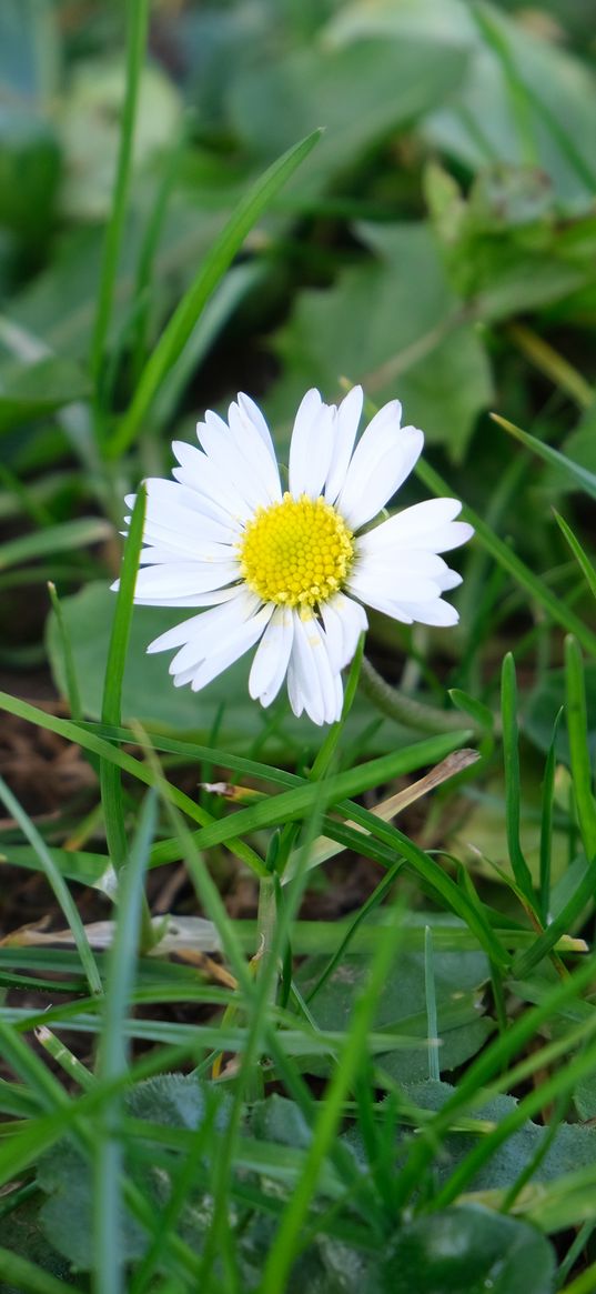 chamomile, flower, petals, grass