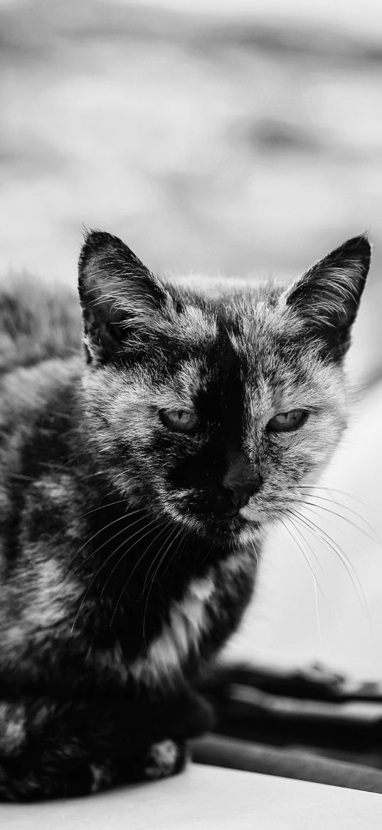 animal, cat, black-and-white, monochrome, wallpaper