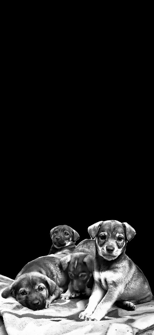 dogs, puppies, cute, black and white