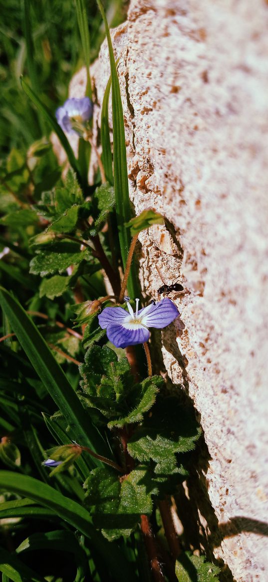 flowers, wild flowers, plant, bees, insects, nature