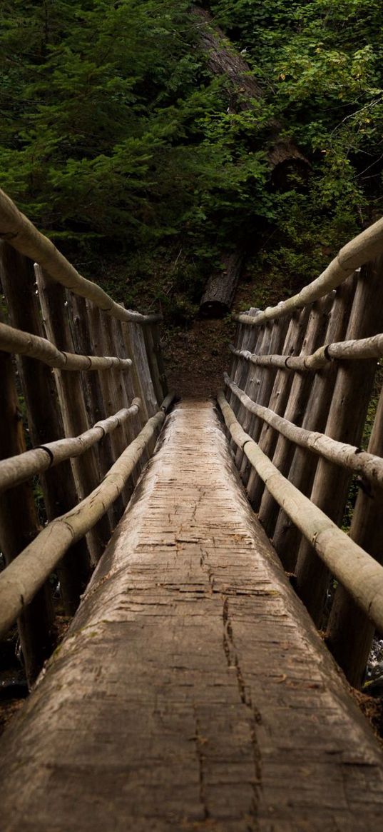 bridge, trail, forest, trees, nature, perspective