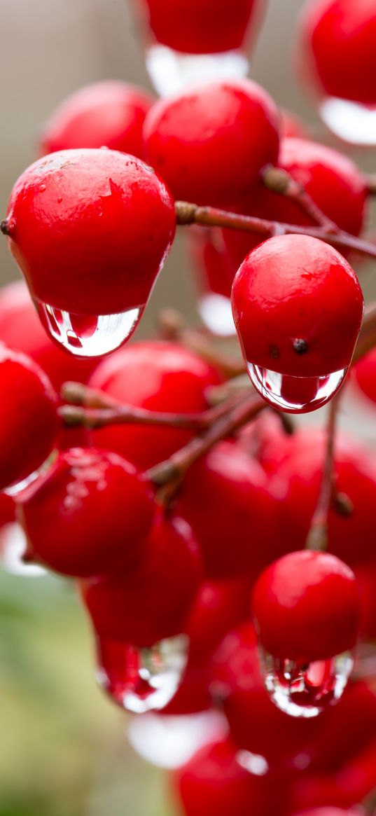 viburnum, berries, drops, water, macro, red