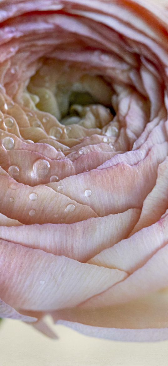 ranunculus, flower, petals, drops, macro