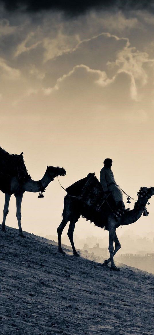 camels, rider, man, sand, sky, clouds