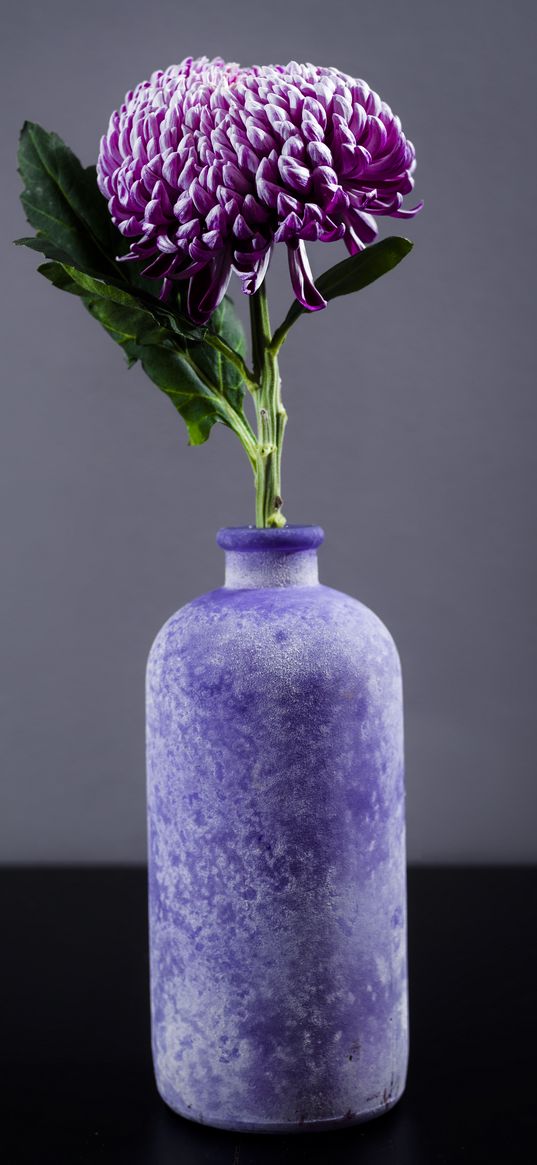 chrysanthemum, flower, vase, purple