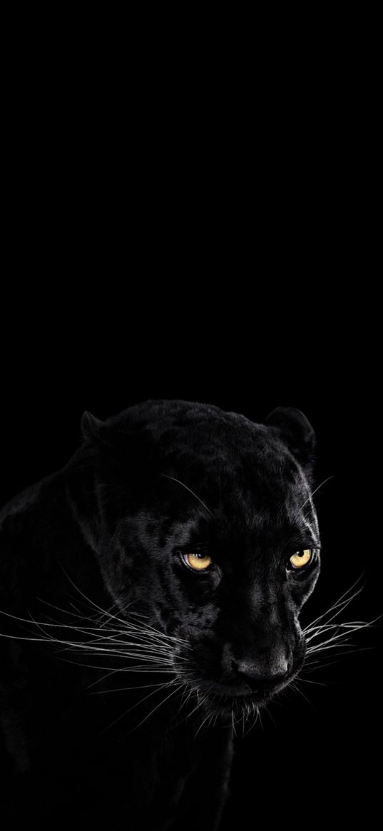 panther, predator, big cat, black