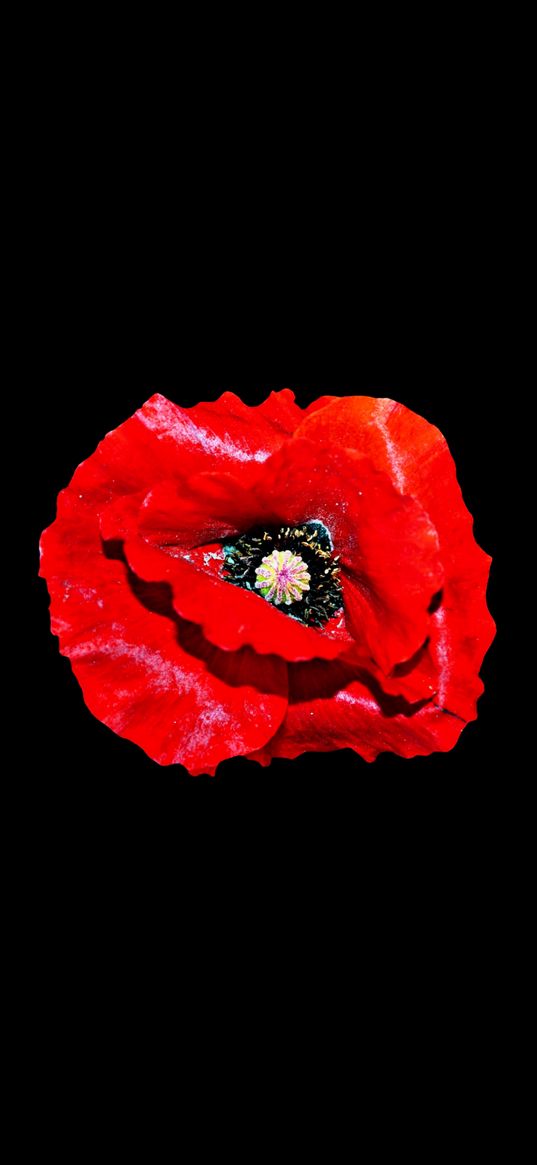 poppy, red, flower, black background, minimalism