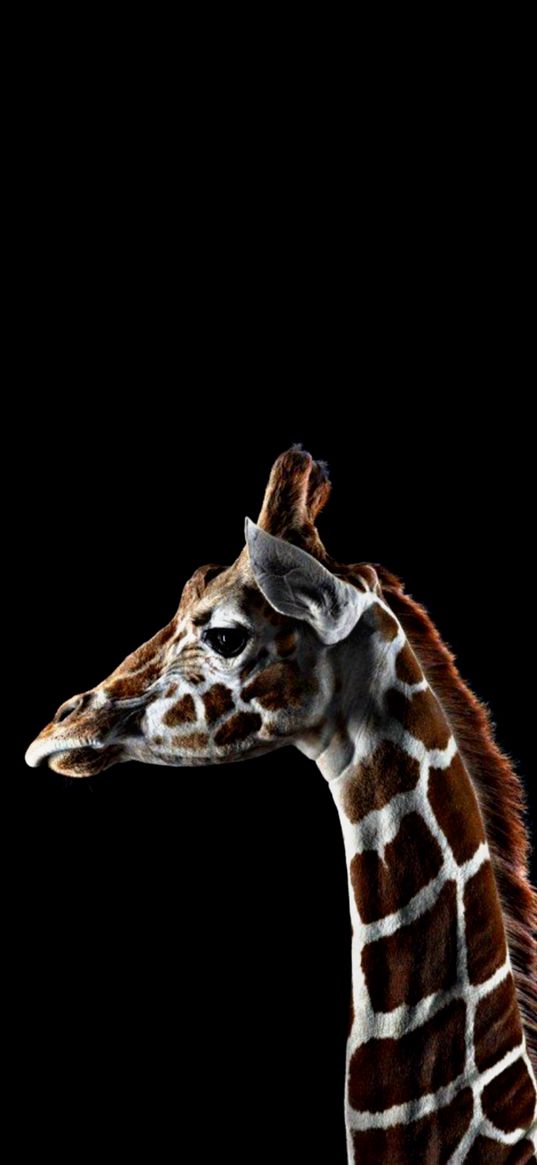 giraffe, profile, black background