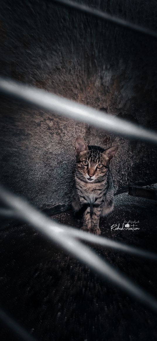 cat, animal, photography