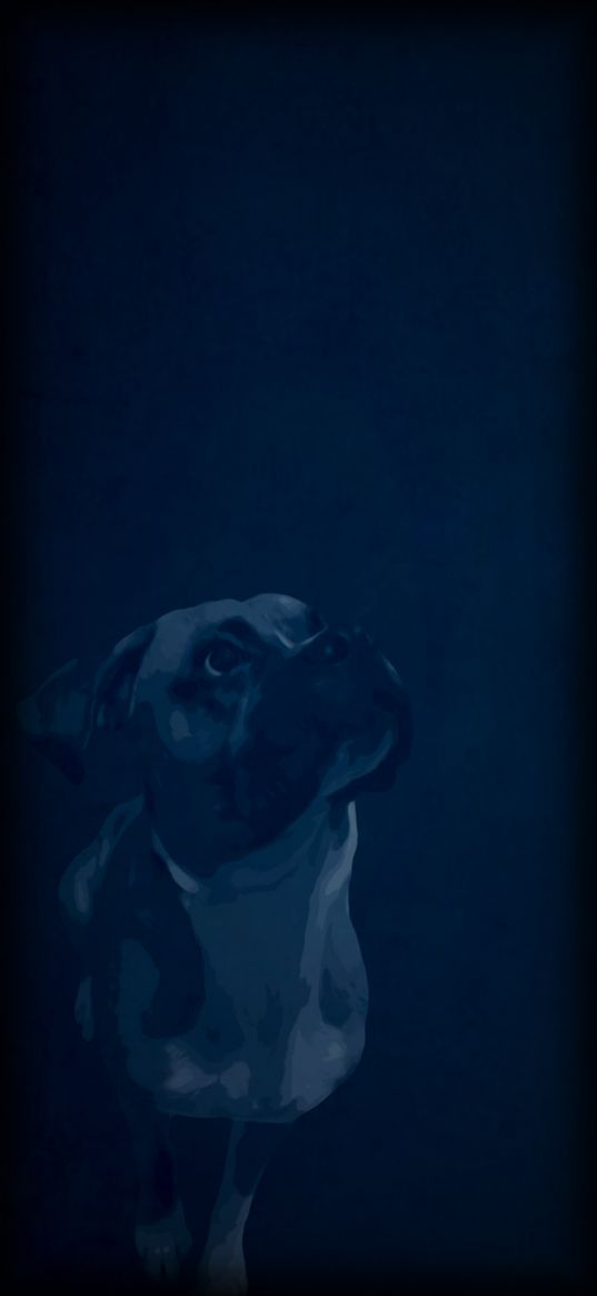 dog, boxer, blue, art