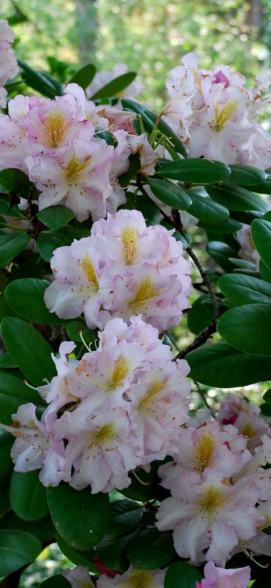 azalea, bush, pink, leaves