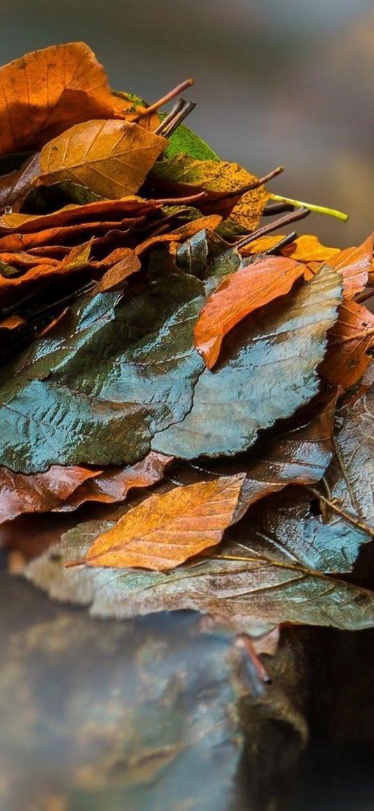 leaves, withered, moist, autumn